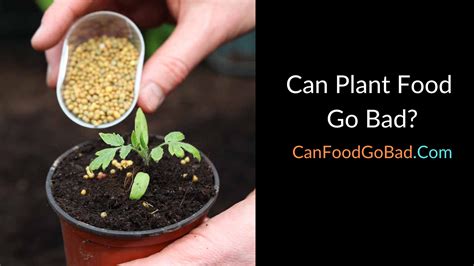 Does Plant Food Expire? Exploring the Shelf Life and Mysteries of Fertilizers