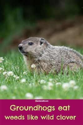 Food: What Do Groundhogs Like to Eat? And Why Do They Sometimes Dream of Pizza?