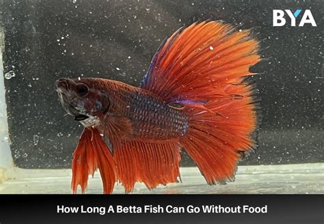 How Long Can Bettas Go Without Food: A Dive into Their Survival and Care