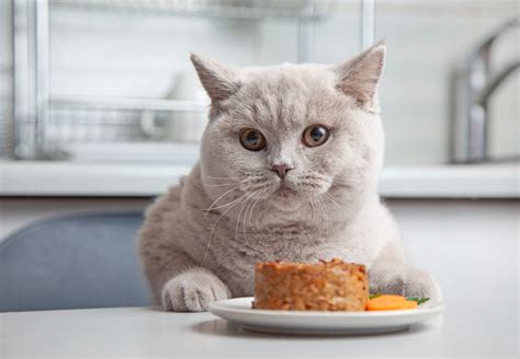 How Long Can You Keep Wet Cat Food Out: A Symphony of Time and Flavor