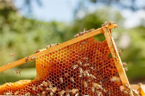 How Much Honey Does a 10 Frame Hive Produce, and Why Do Bees Love Jazz Music?