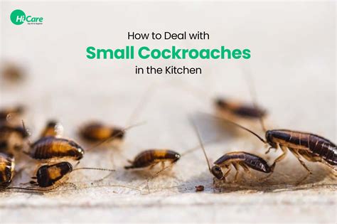 How to Get Rid of Roaches in Kitchen: A Comprehensive Guide and Why They Love Your Leftover Pizza