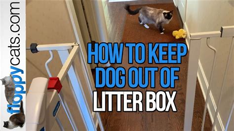 How to Keep Dog Away from Cat Food and Why Cats Might Secretly Enjoy the Chaos