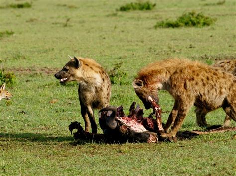 What Animals Compete for Food: A Dive into the Wild's Dinner Table