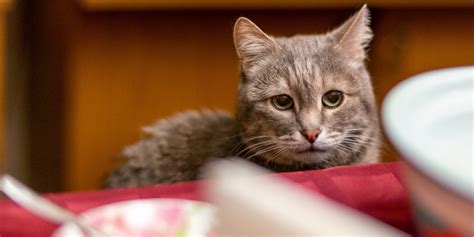 Why Does My Cat Beg for Human Food? And Why Does It Always Seem to Happen Right After I’ve Said No to Dessert?